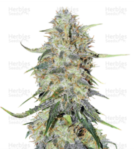 northern lights cannabis seeds auto