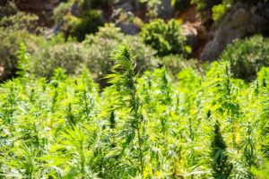 Seed Bank Australia