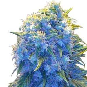 Buy Marijuana Seeds Australia