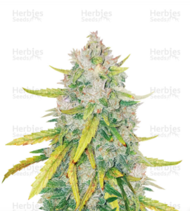 Buy LSD Marijuana Seeds in Australia