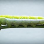 Cannabis Seeds Australia