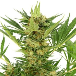 ak47 Seeds Australia