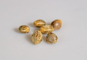 Barney's Farm Australia - Cannabis Seeds