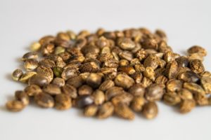 oz seeds cannabis seedbanks list - local/domestic