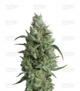 buy OG kush seeds Australia