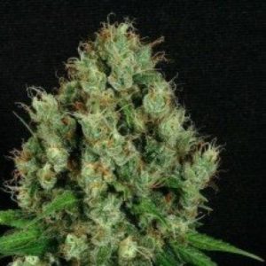 Sour Diesel x AK from Madcanna