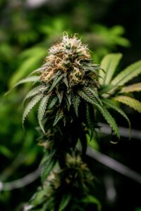 budding cannabis plant from Australia