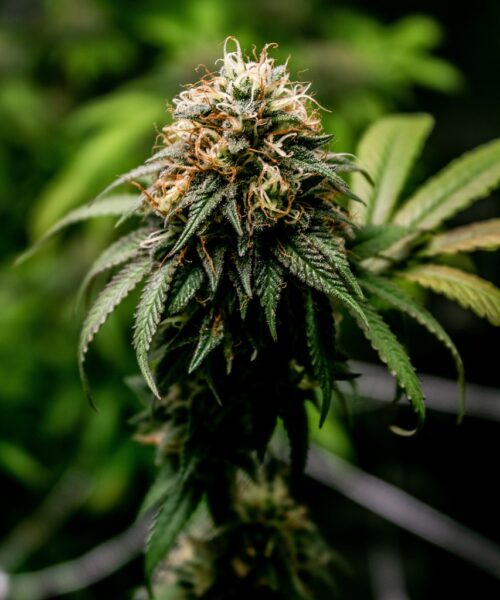 Aussie-flowering-cannabis-strain-420 budding cannabis plant from Australia