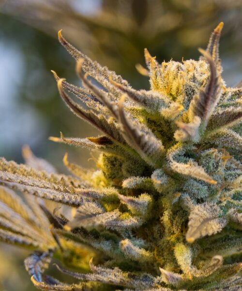 aussie-cannabis-strain-12432 Resinous weed strain from Canberra