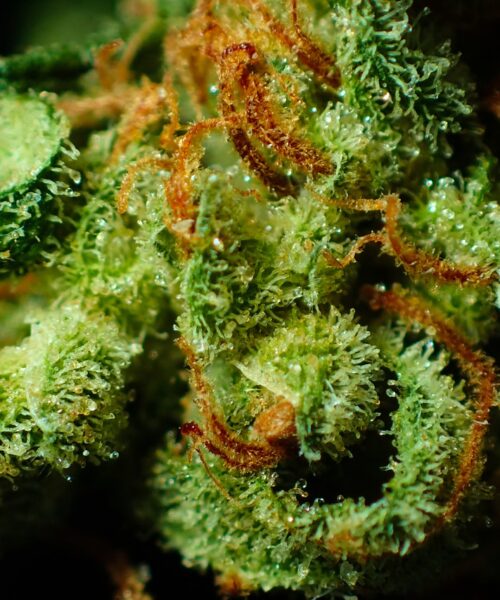 bud-macro-resin-THX-Aussie-Weed-Seeds-8484850 Macro shot of cannabis bud Oz/Aussie/Down Under