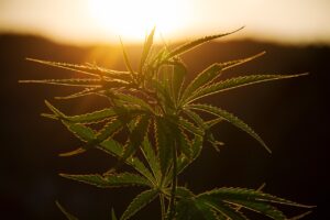 cannabis in the sunset, Victoria, Australia