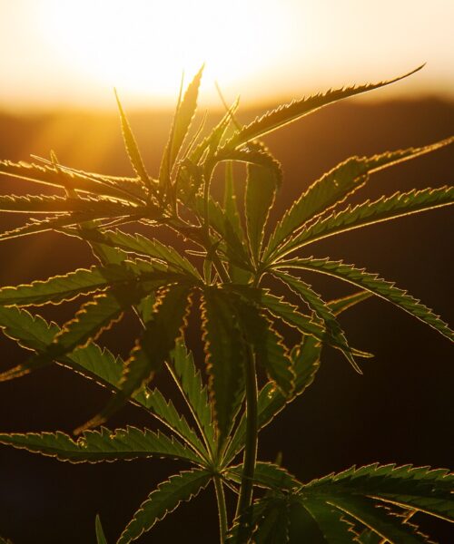 cannabis-sunset-Australia cannabis in the sunset, Victoria, Australia