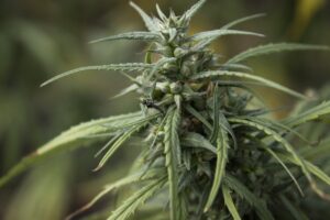 standard weed seeds grown outdoors in Brisbane, Australia