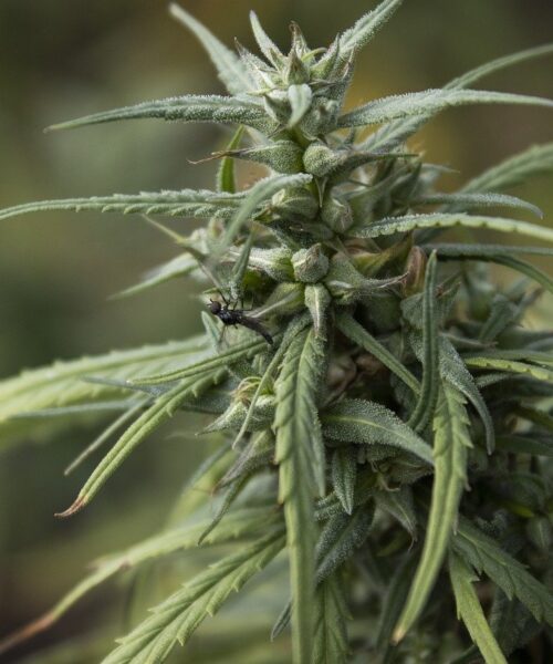 hemp-to-cannabis-difference-132111 standard weed seeds grown outdoors in Brisbane, Australia