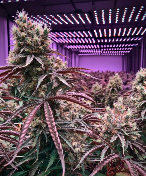 marijuana-seeds-australian-8283 indoor cannabis grown from NSW, Australia