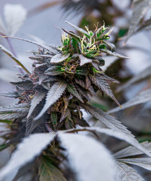 pot-seeds-Australasia-124123 best pot seed shot from Australia