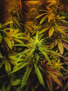 weed grown in northern territory, Aussie