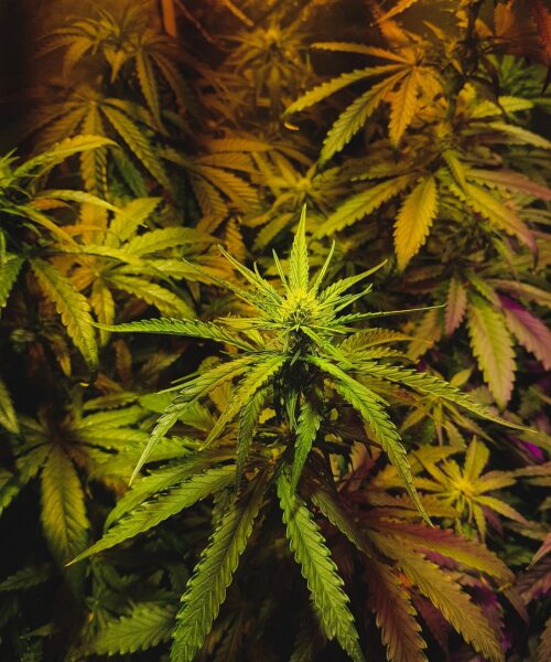 weed-seeds-Australia-variety-45433 weed grown in northern territory, Aussie