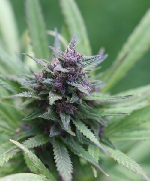 yarndi-seeds-nsw-australia-54324 purple cannabis strain grown in Tasmania, Australia