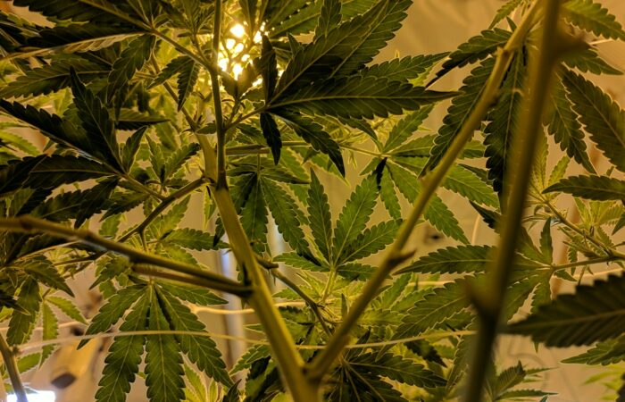 Vaporisers in Aussie Land