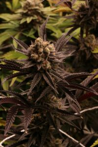 Koala kush guides aussies how to purchase weed seeds with ease with strain info